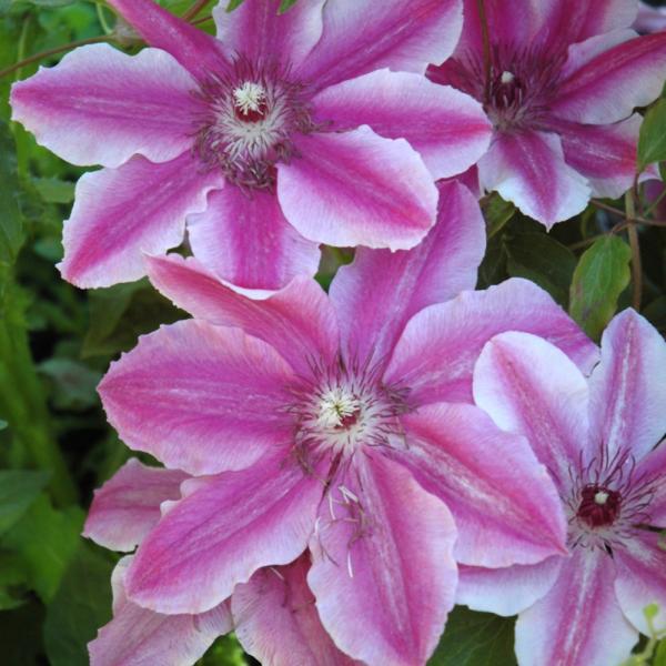 Vine Clematis Carnaby - 2C