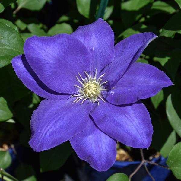 Vine Clematis Diana's Delight - 1C