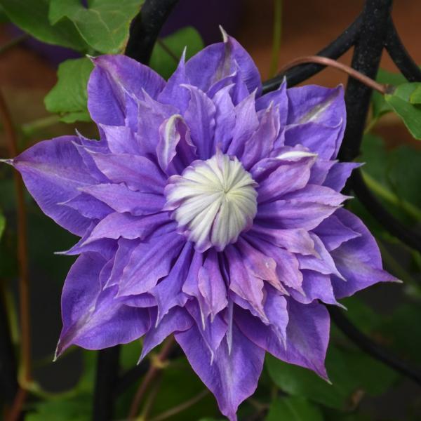 Vine Clematis Diamantina - 1C