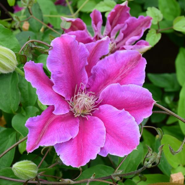Vine Clematis Dr Ruppel - 2C