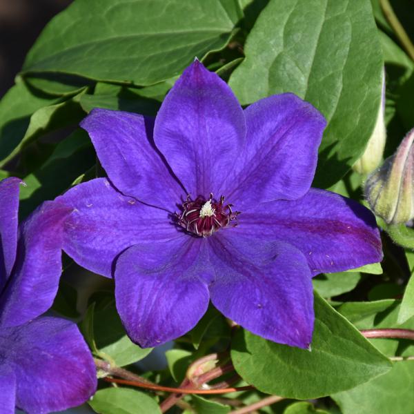 Vine Clematis Elsa Spath - 2C