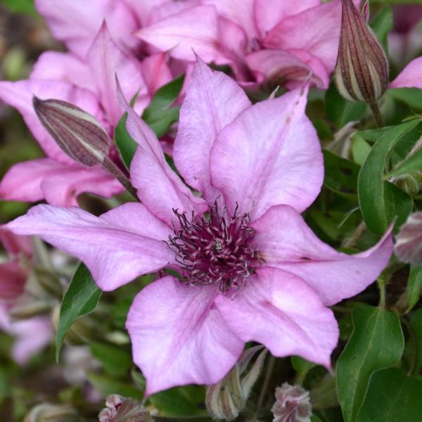 Vine Clematis Giselle - 2C