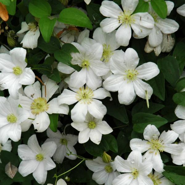 Vine Clematis Huldine - 1C