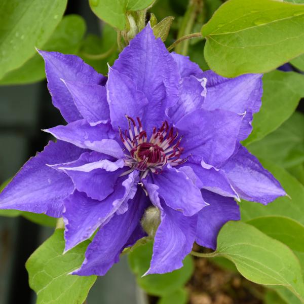 Vine Clematis Lindsay - 2C