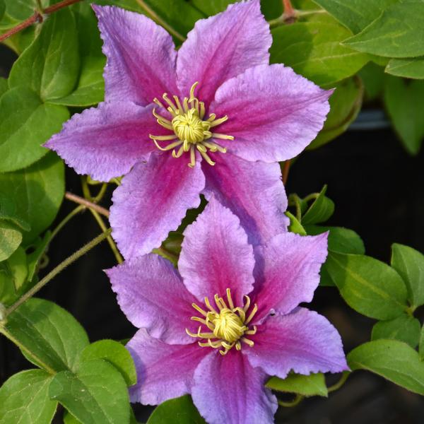 Vine Clematis Mrs N Thompson - 2C