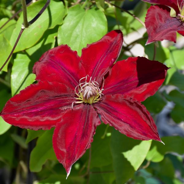 Vine Clematis Nubia - 1C