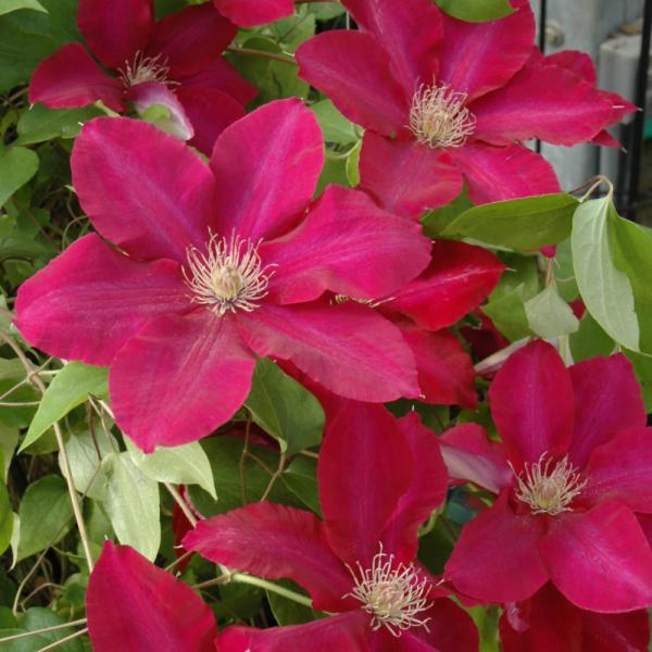 Vine Clematis Rebecca - 1C