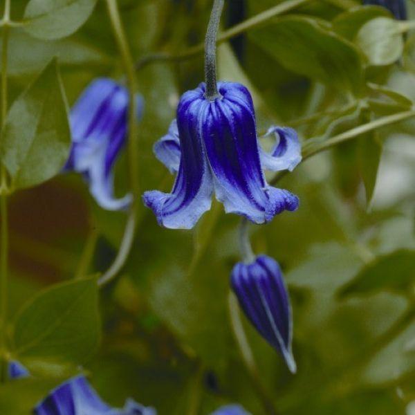 Vine Clematis Roguchi - 1C
