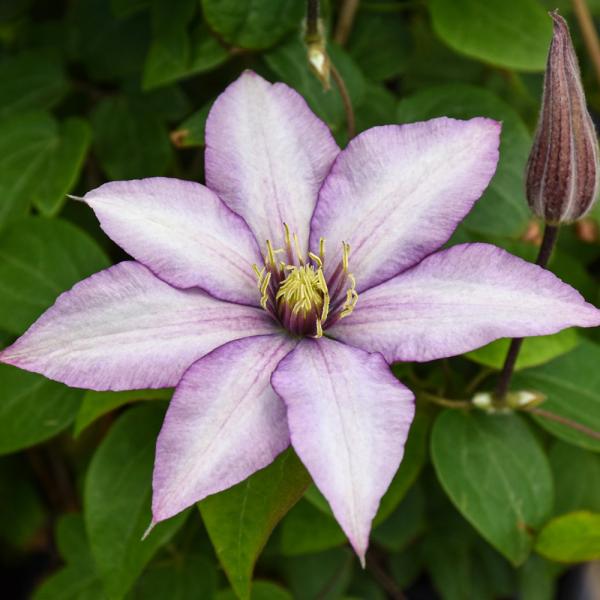 Vine Clematis Samaritan Jo - 1C