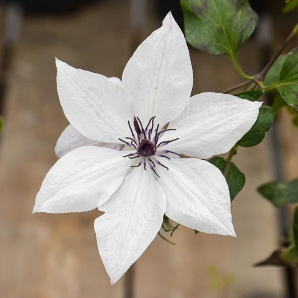 Vine Clematis Tsukiko - 2C