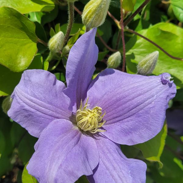 Vine Clematis Zara - 2C