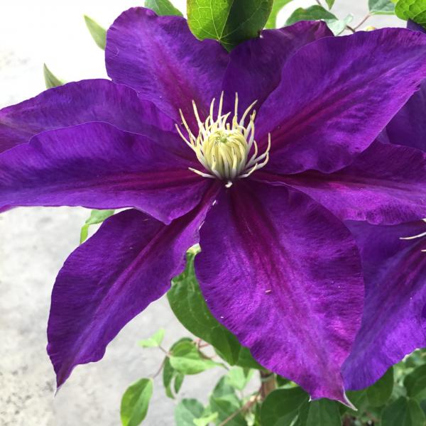 Vine Clematis Duchess of Cornwall - 2C