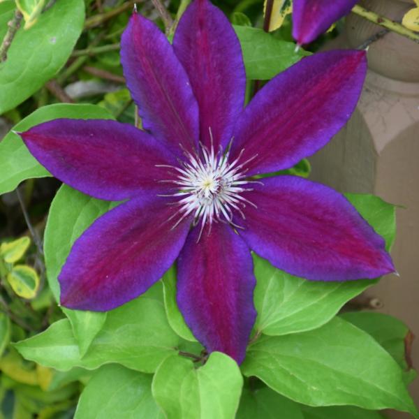 Vine Clematis Wildfire - 2C