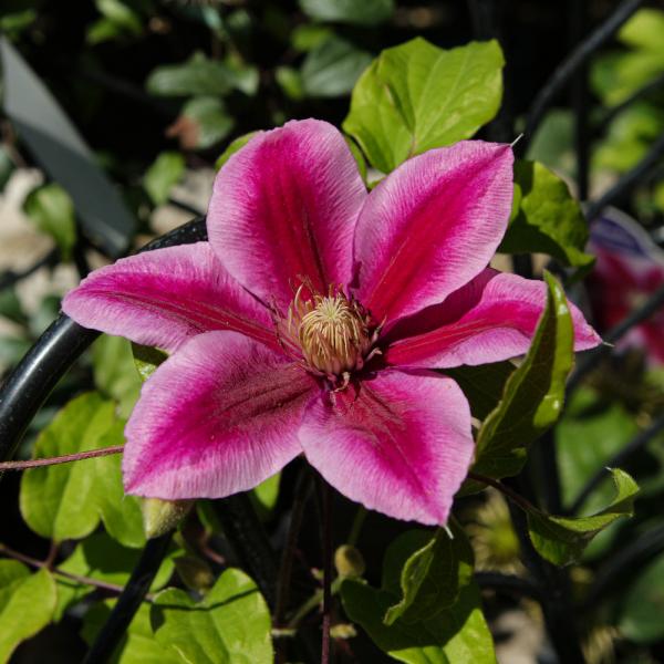 Vine Clematis Vicki - 2C