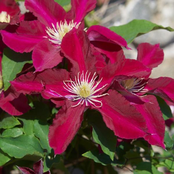 Vine Clematis Elpis - 1C