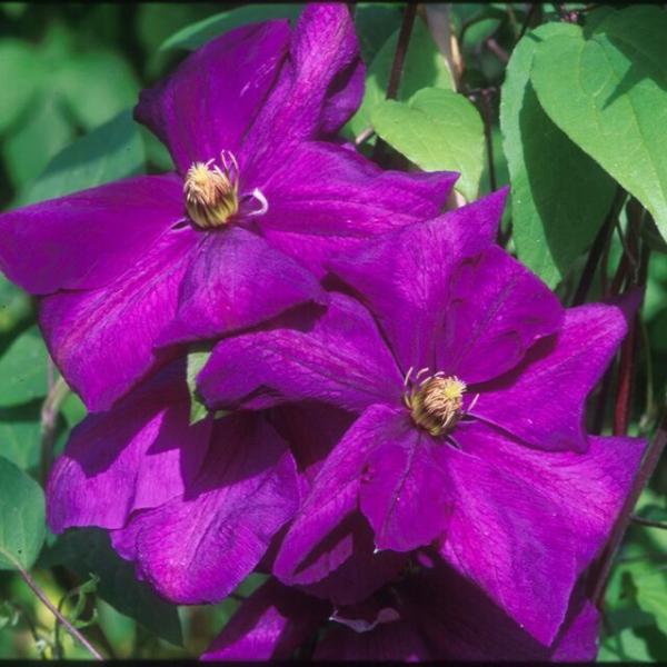 Vine Clematis Perrins Pride - 1C
