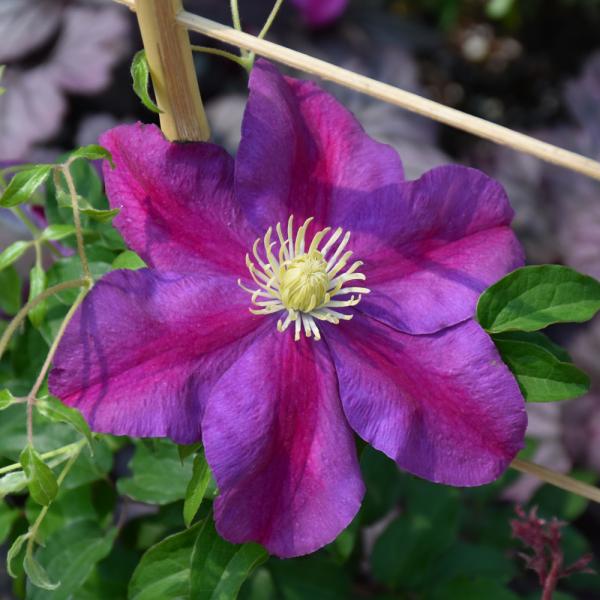 Vine Clematis Sunset - 1C