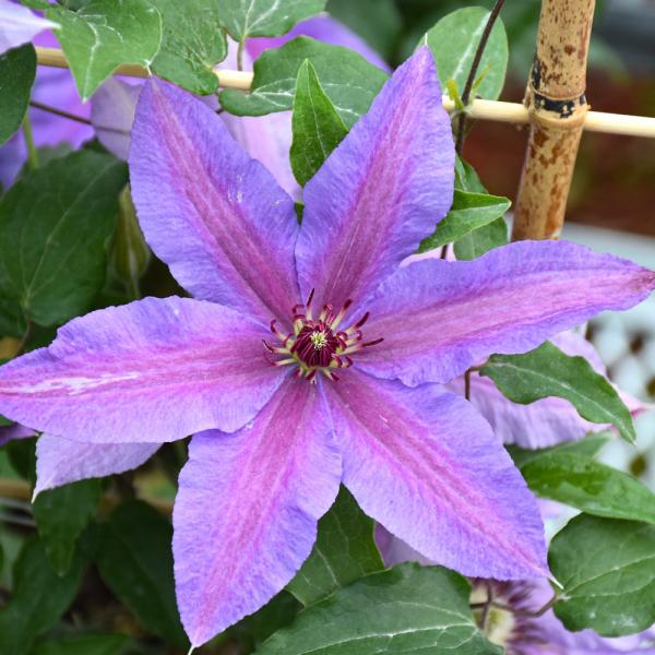 Vine Clematis Tumaini - 1 C