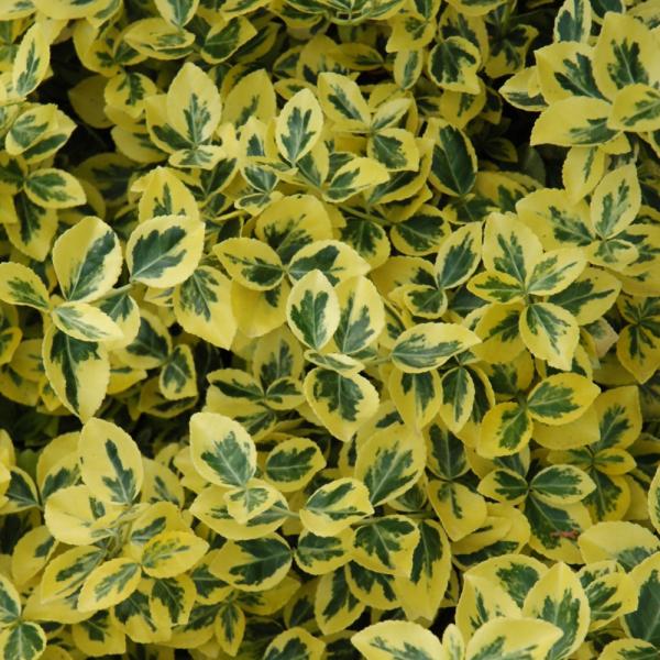 Wintercreeper Emerald n Gold - 2C