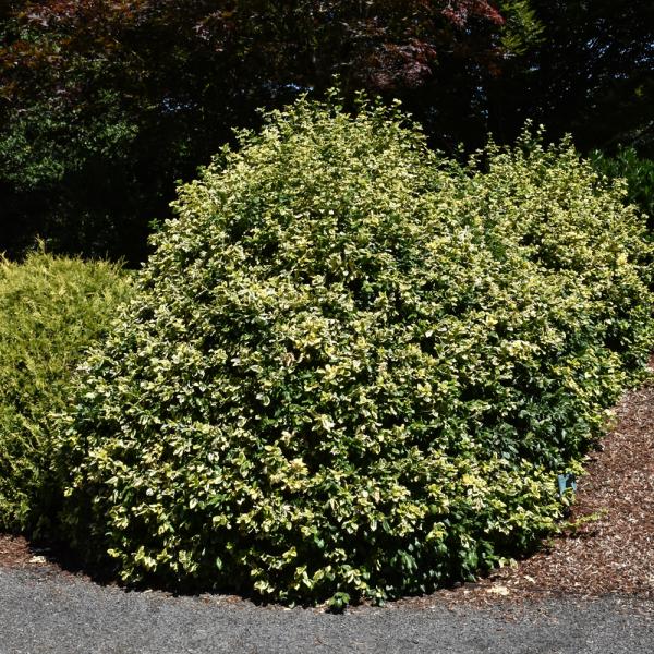 Wintercreeper Golden - 3C