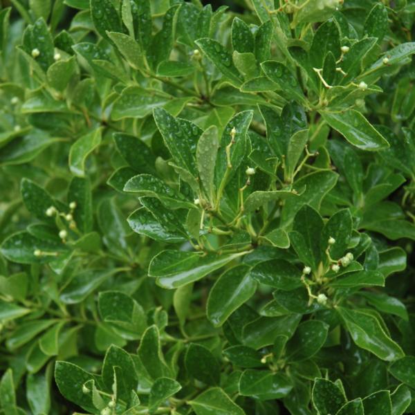 Boxleaf Euonymus - 2C