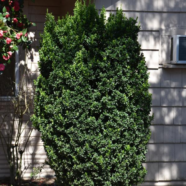 Wintercreeper Greenspire - 2C