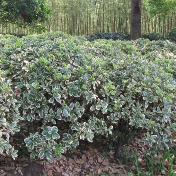 Wintercreeper Silver King - 3C