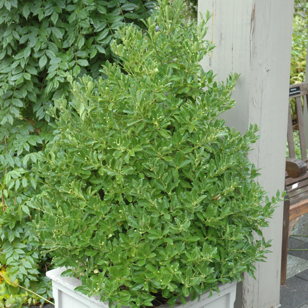 Boxleaf Euonymus - 2C