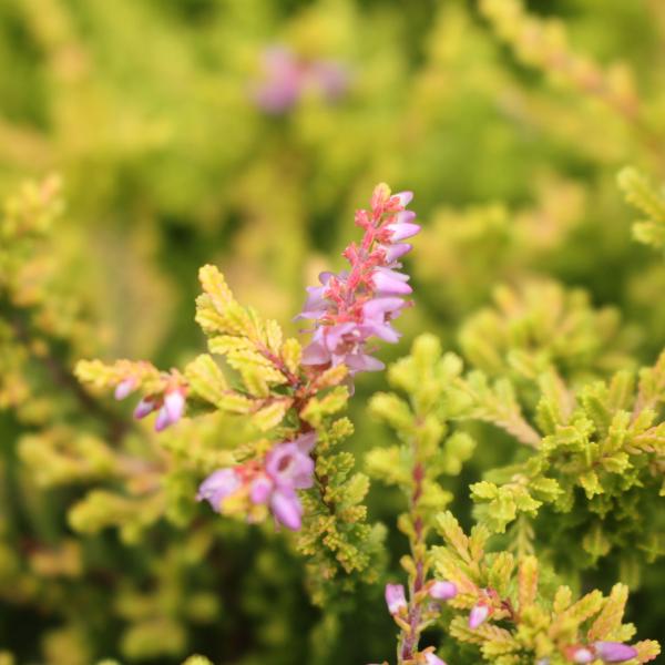 Heather Blazeaway - 1C