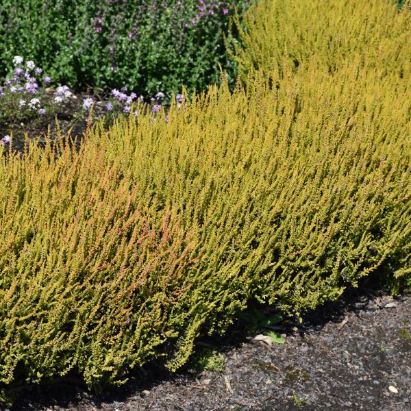 Heather Firefly - 1C