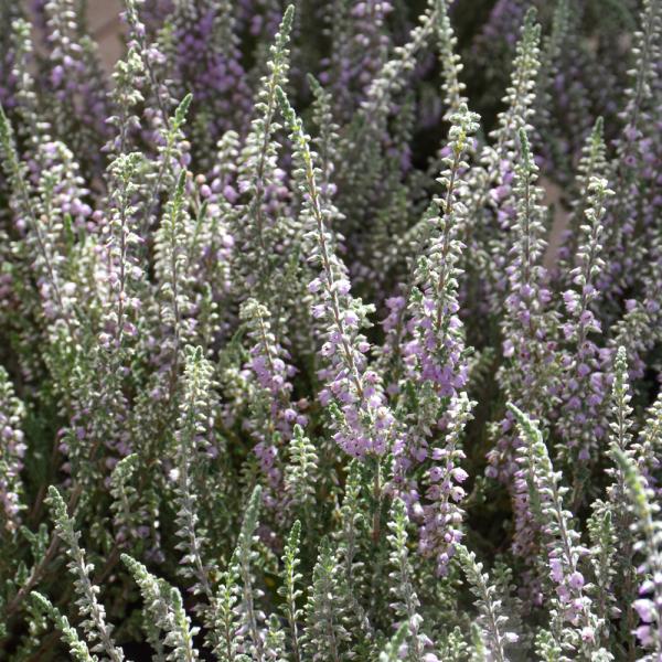 Heather Silver Knight - 3C