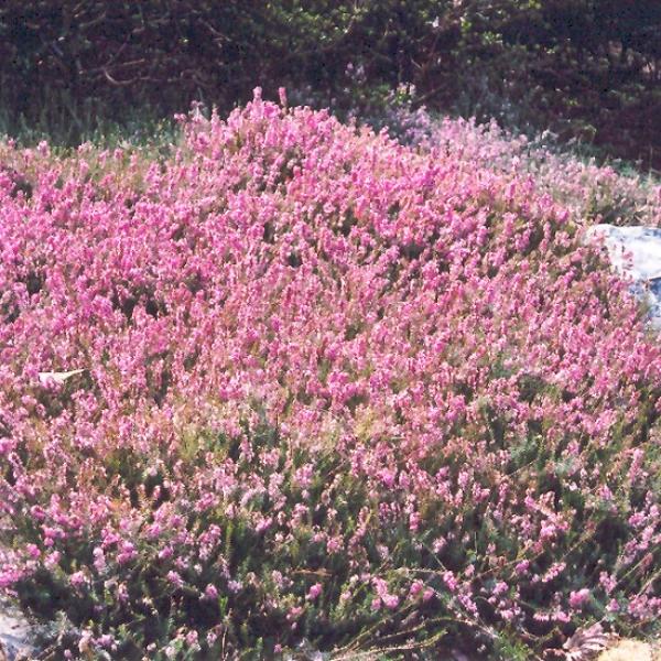 Heath Springwood Pink - 2C