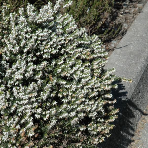 Heath Springwood White - 2C