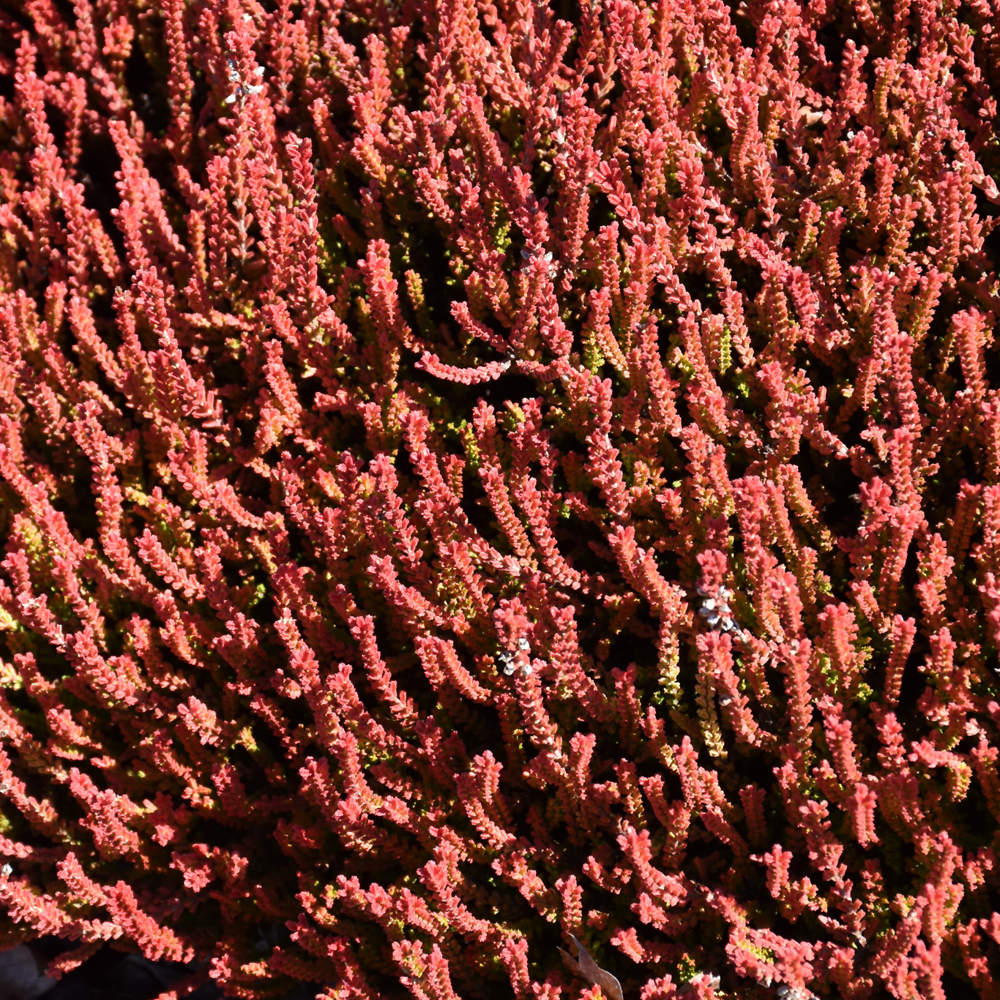 Heather Firefly - 1C