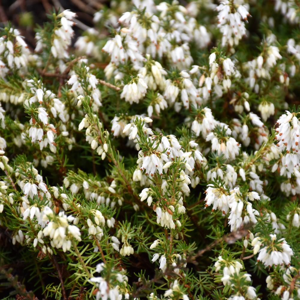 Heath Springwood White - 2C