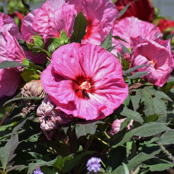 Hibiscus Moscheutos Berry Awesome - 2C