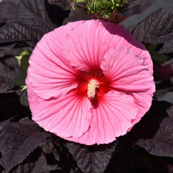 Hibiscus Moscheutos Edge of Night - 2C