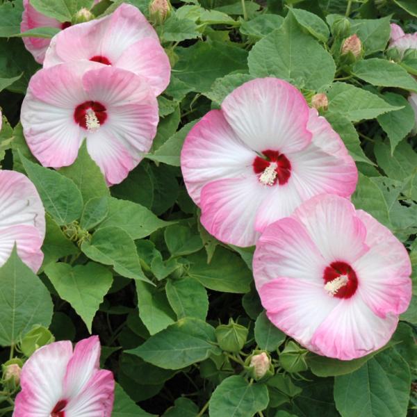 Hibiscus Moscheutos Luna Pink Swirl - 2C