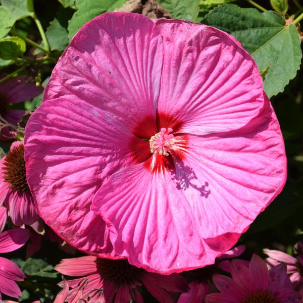 Hibiscus Moscheutos Luna Rose - 2C