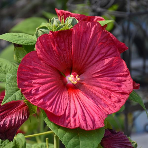 Hibiscus Moscheutos Luna Red - 2C