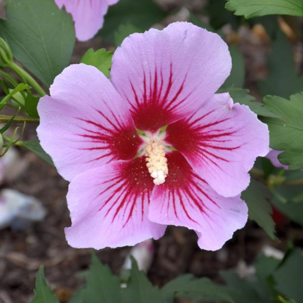 Hibiscus Syriacus Orchid Satin - 3C