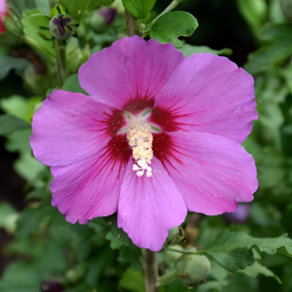 Hibiscus Syriacus Violet Satin - 3C