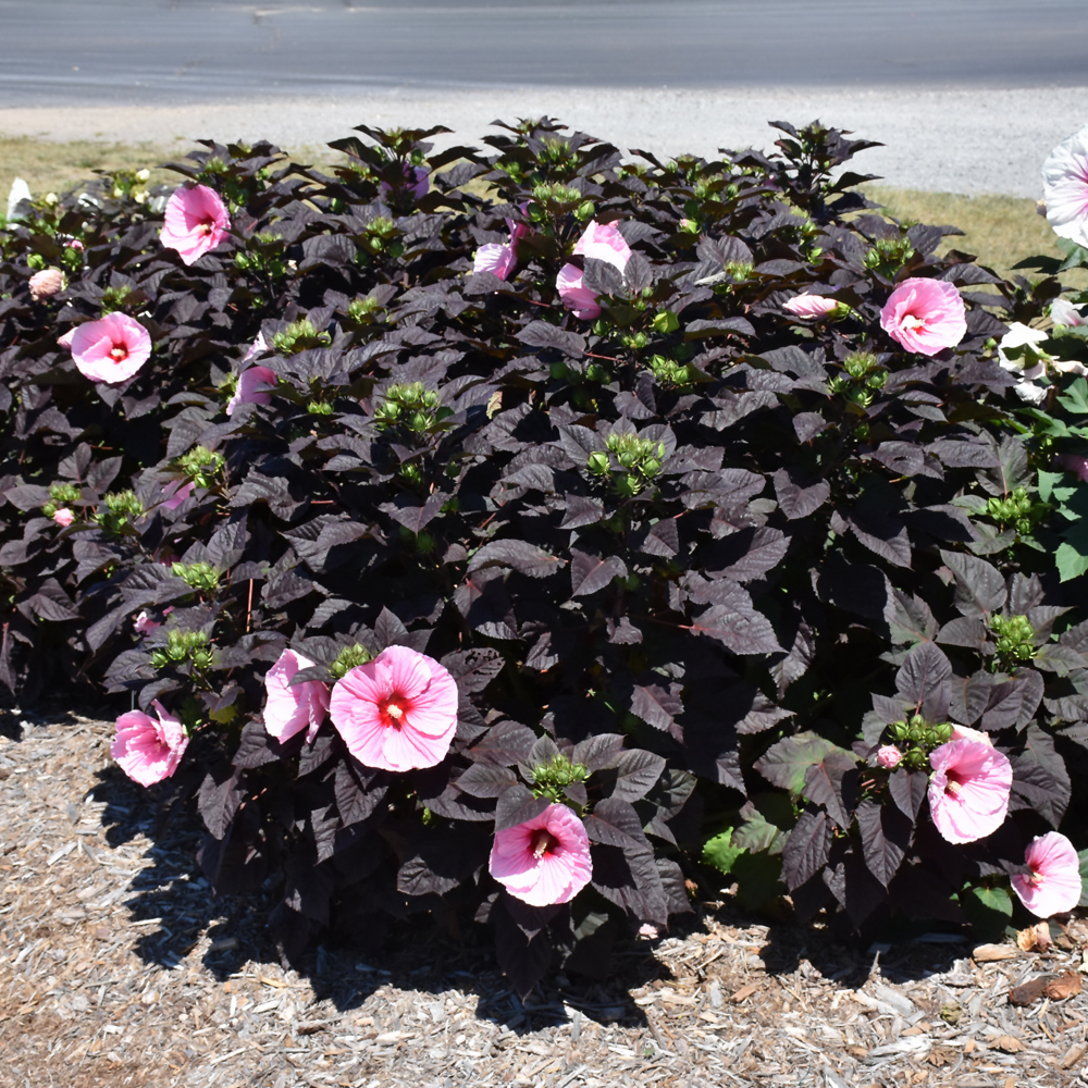 Hibiscus Moscheutos Edge of Night - 2C