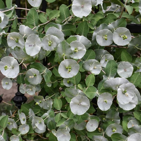 Honeysuckle Kintzley's Ghost - 4C