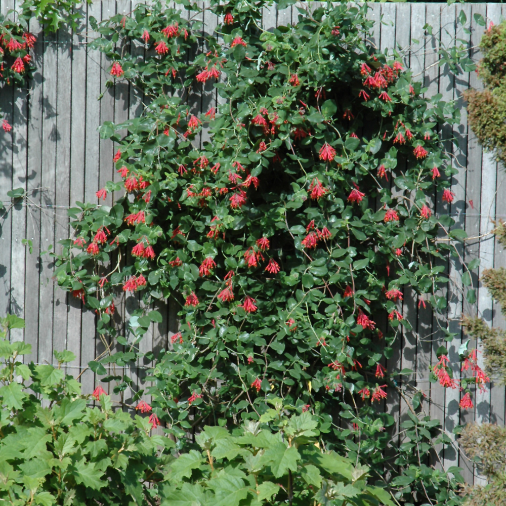 Honeysuckle Major Wheeler - 2C