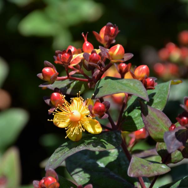 St. John's Wort; Hypericum Magical Midnight Glow - 3C