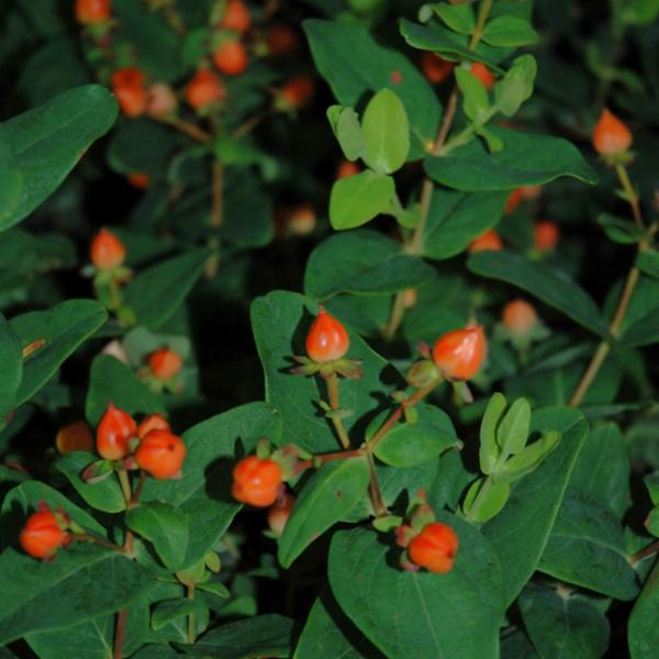 St. John's Wort; Hypericum Pumpkin - 3C