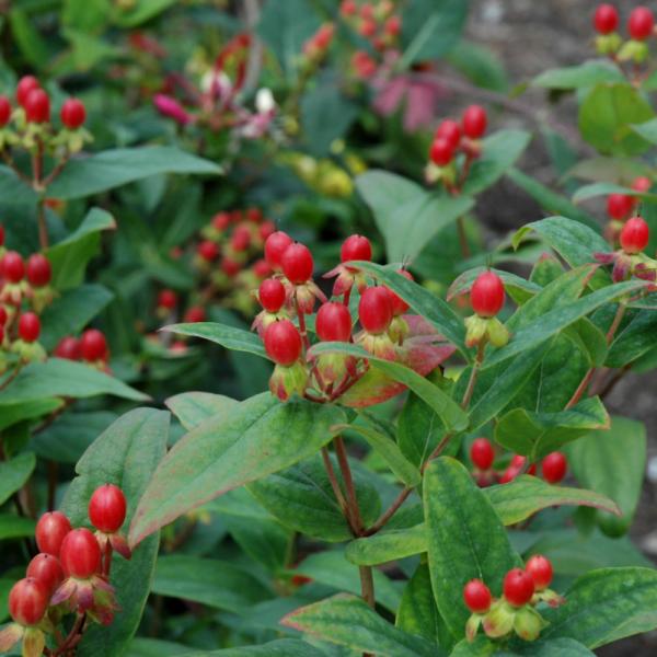 St. John's Wort; Hypericum Ignite Scarlet - 3C