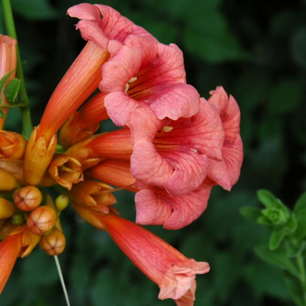 Trumpet Vine - 2C