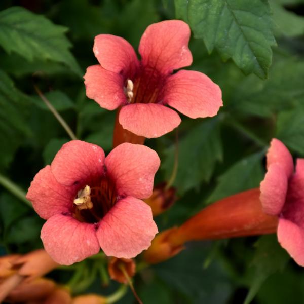 Trumpet Vine Flamenco - 2C